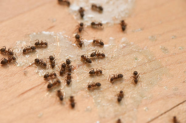 Flea Control Services in Seward, NE