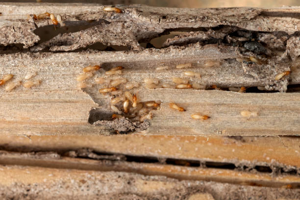 Best Emergency Pest Control  in Seward, NE